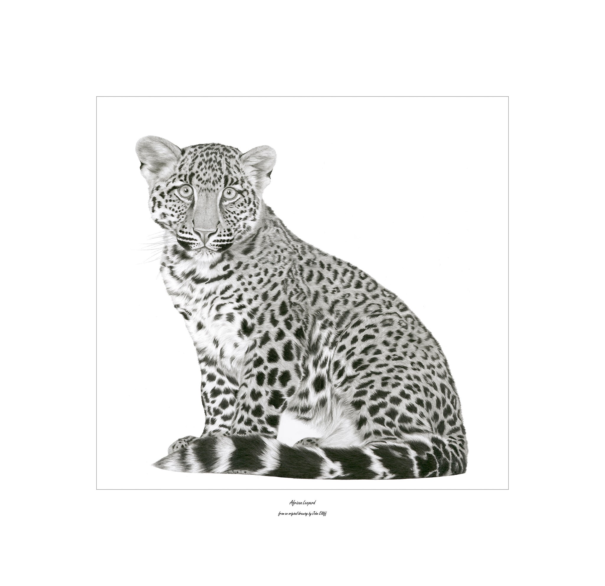 “African Leopard” Limited Edition Print