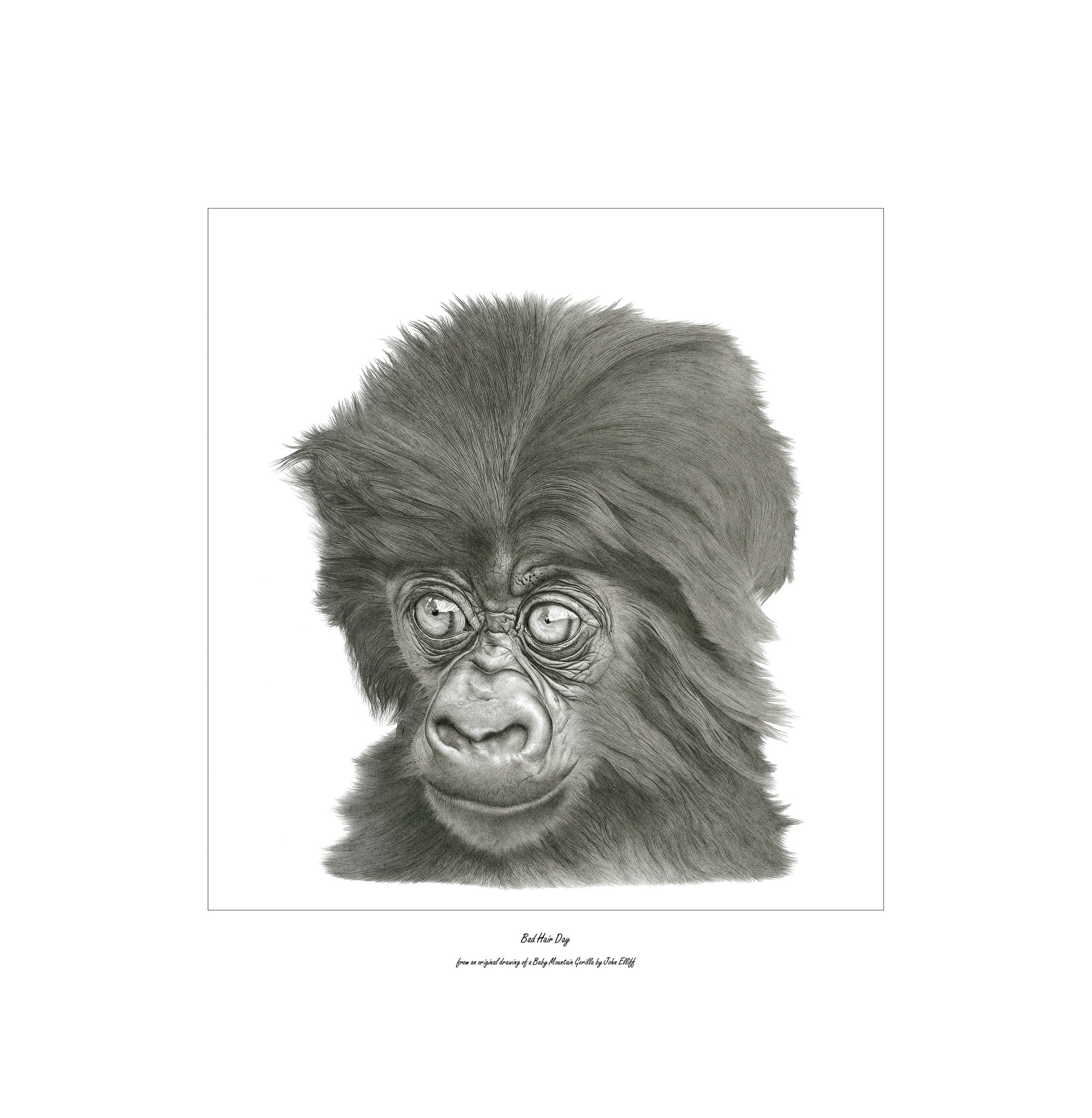 “Bad Hair Day” Limited Edition Print of a Baby Mountain Gorilla