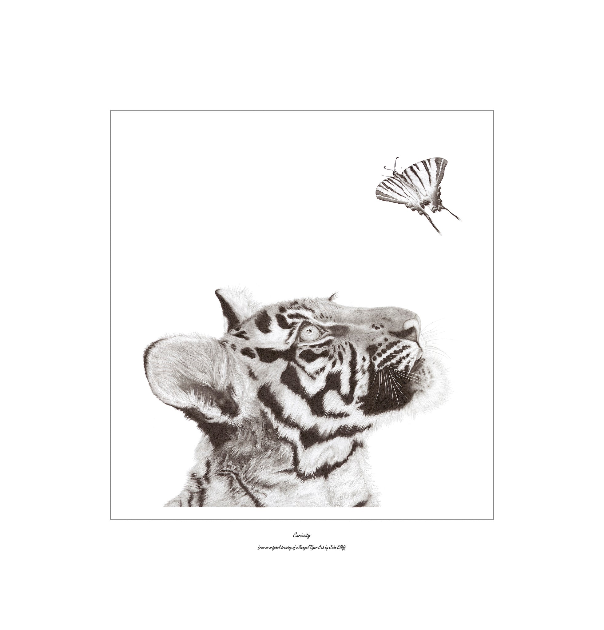 “Curiosity” Limited Edition Print of a Bengal Tiger Cub