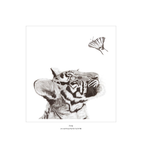 “Curiosity” Limited Edition Print of a Bengal Tiger Cub