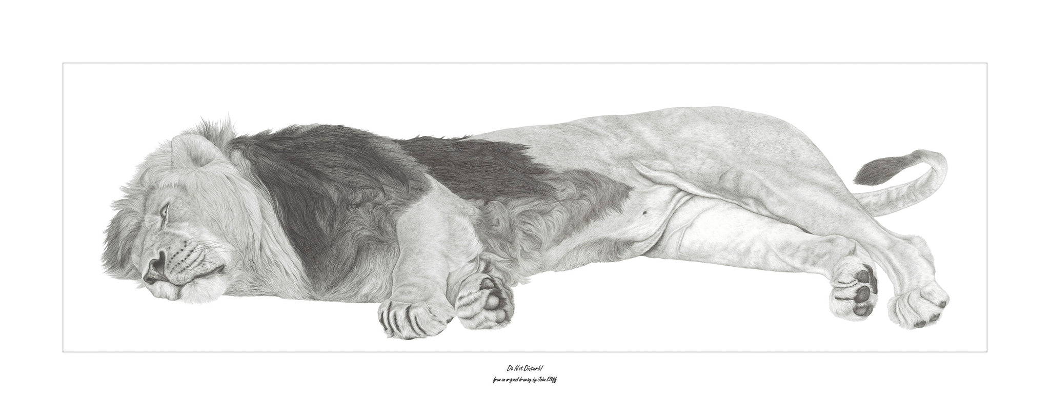 “Do Not Disturb” Limited Edition Print of a Sleeping Lion