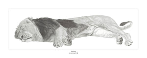“Do Not Disturb” Limited Edition Print of a Sleeping Lion