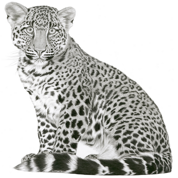“African Leopard” Limited Edition Print