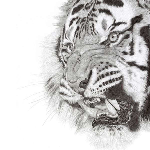 “Awesome” Limited Edition Print of a Bengal Tiger